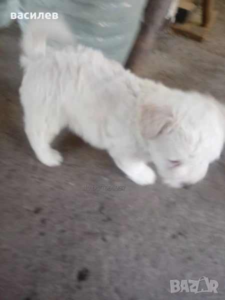 болонки, снимка 1