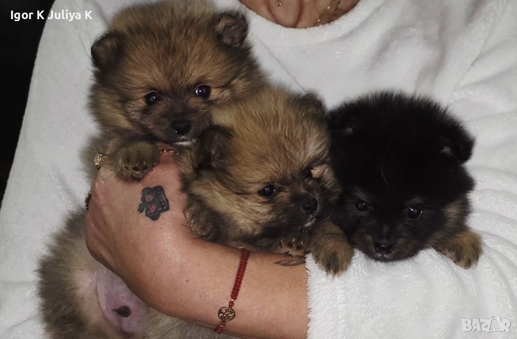 Померанчета, пухави топки, снимка 1