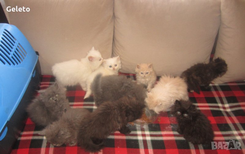 Сиви , черни , оранжеви и бели персийски котенца , снимка 1