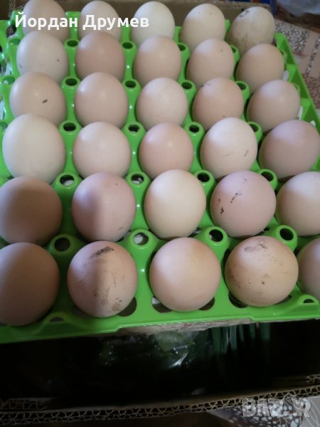 Яйца от австролорп, снимка 1