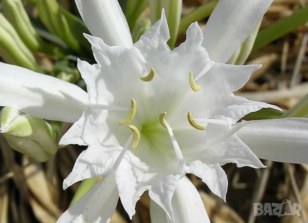 семена (луковици) на пясъчна лилия от Португалия, снимка 1