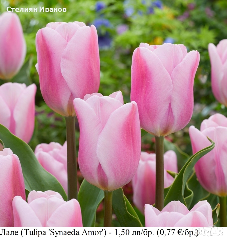 Лале (Tulipa 'Synaeda Amor') – луковици, снимка 1