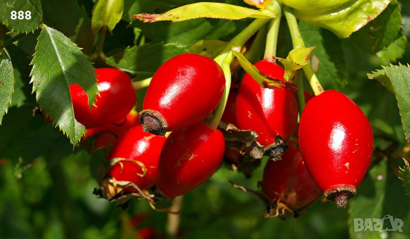 Шипки , снимка 1