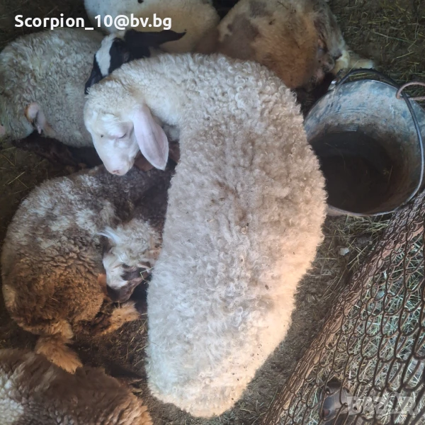 Продавам агнета порода АВАСИ и две овце , снимка 1