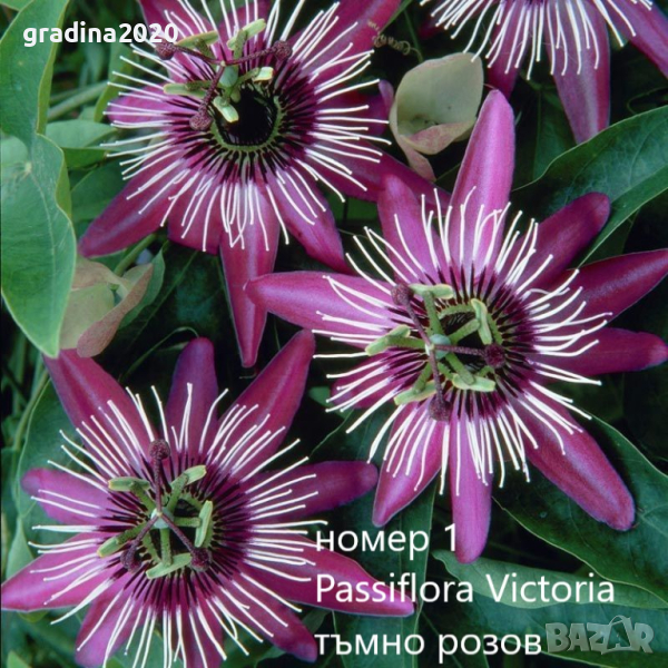 Пасифлора - Passiflora   Налични 4 вида , снимка 1