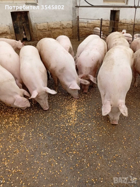 Продавам прасета 100/110 кг., снимка 1