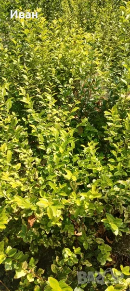 Продавам Лигуструм жълто-зелен (шарен), снимка 1