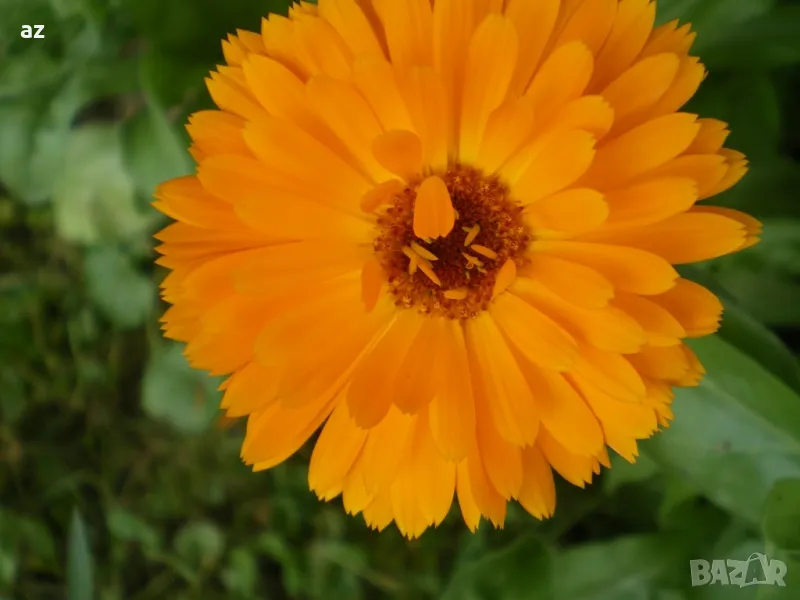 разсад невен, снимка 1