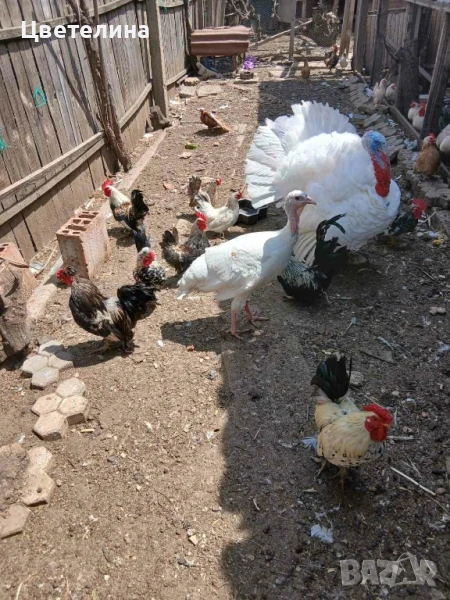 Красиви Шаба и Декорация , снимка 1