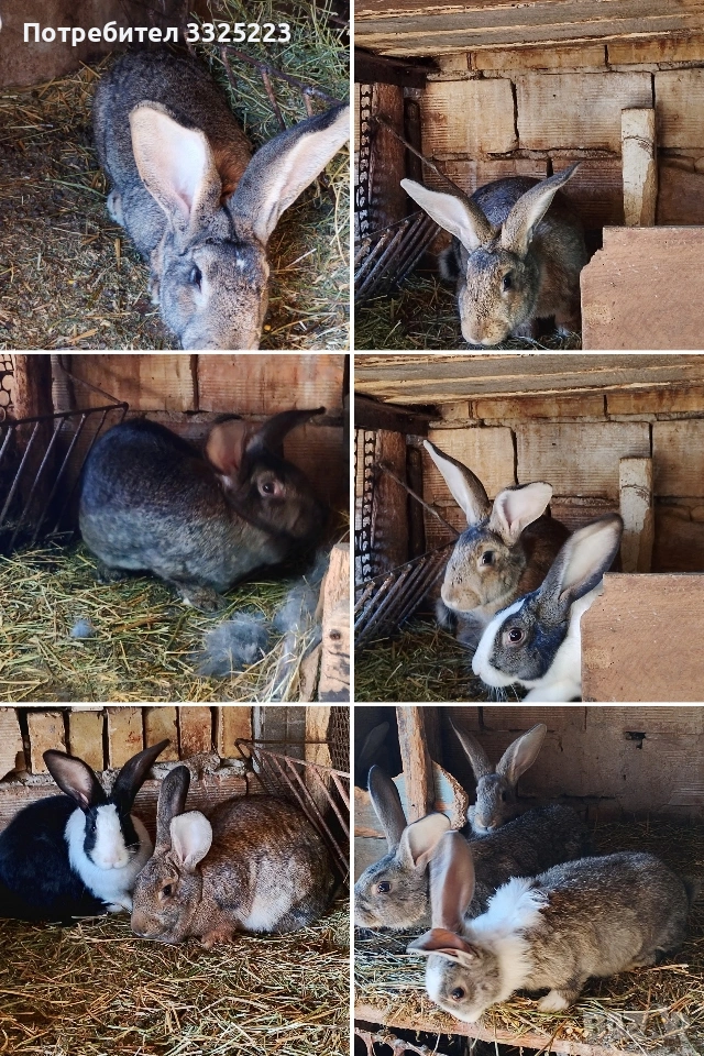 Продавам зайци, домашни, ваксинирани., снимка 1