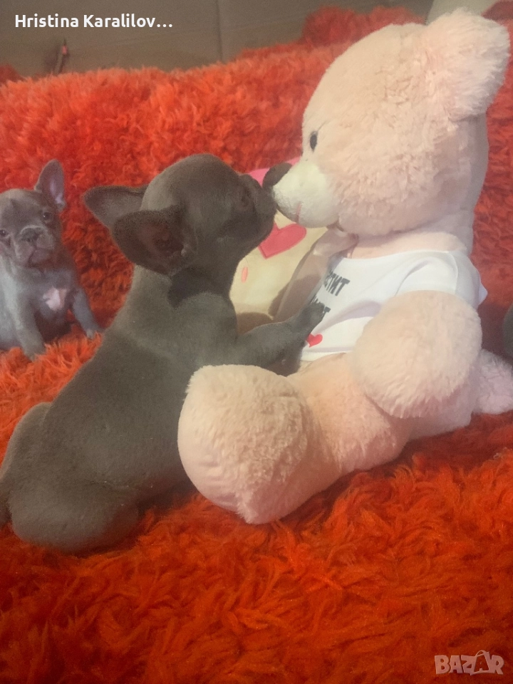 Френски булдочета, снимка 1