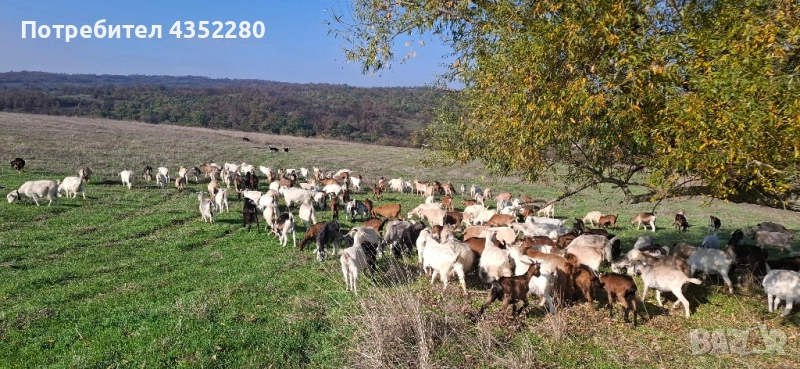 Кози 200лв, снимка 1