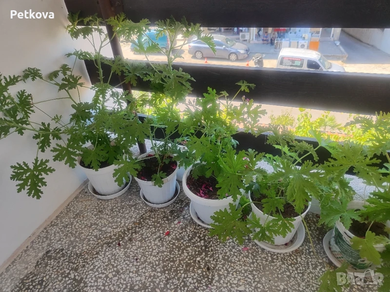 Индрише, снимка 1