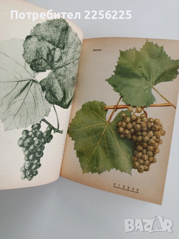 Настолна книга за лозаря, снимка 8 - Специализирана литература - 52471038