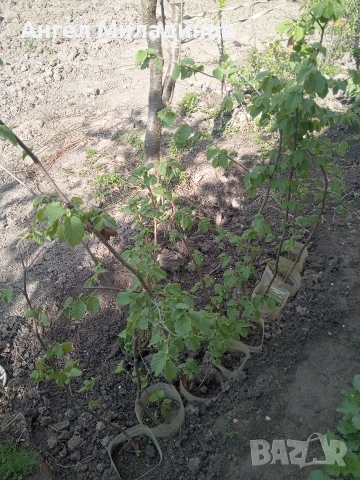 Лешник,лешници, леска- бадемовиден