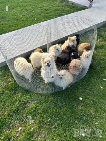 Померани , снимка 10 - Померан - 52179207