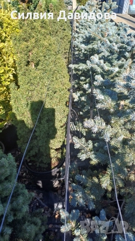 Сребрист смърч , снимка 11 - Градински цветя и растения - 52500093