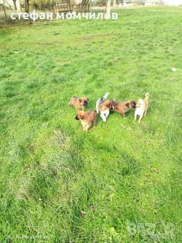 подарявам , снимка 3 - Други - 52387377