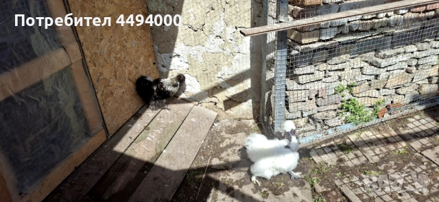 Копринка петлета