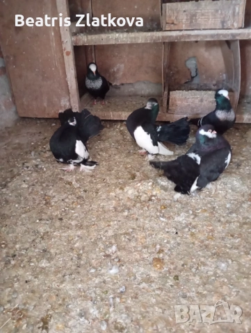 продавам гълъби, снимка 3 - Гълъби - 53924309