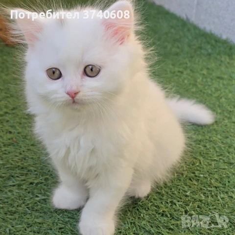 Британски котета. , снимка 3 - Британска късокосместа - 53879130