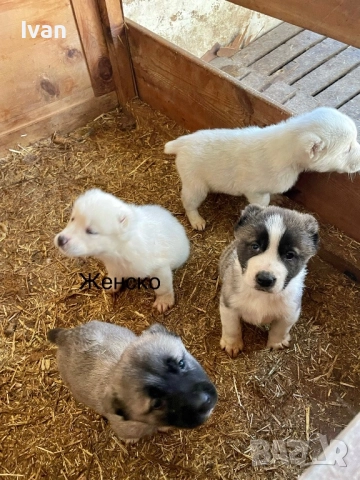 САО Алабай малки, снимка 7 - Алабай - 52842122