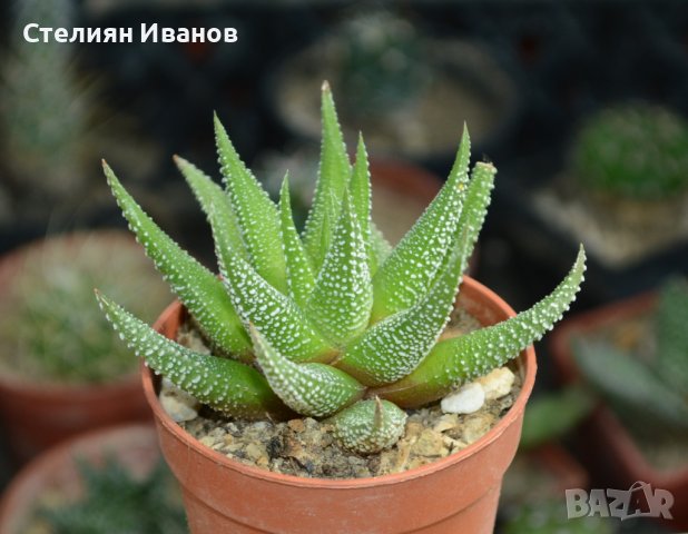 Хавортия, хавортиопсис (Haworthiopsis (syn.: Haworthia) fasciata ‘Concolor’), снимка 1 - Стайни растения - 37398886