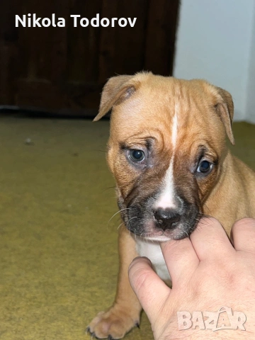 Питбулчета , снимка 5 - Питбул - 53228709