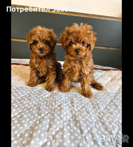 Уникални Той пудел момичета. 