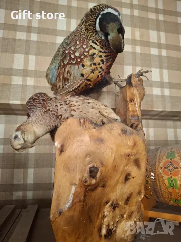 Фазани препарирани, снимка 2 - Декорация за дома - 50148264