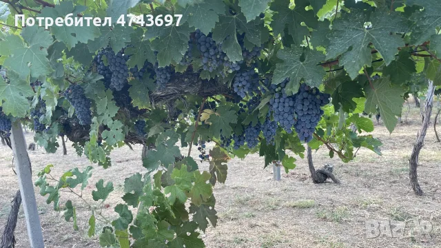 Грозде сорт Каберне - 1974г , снимка 2 - Домашни продукти - 56121427