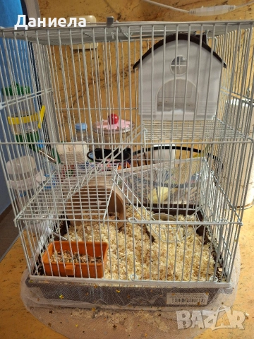 Подарявам хамстери, снимка 2 - Хамстери - 53623878