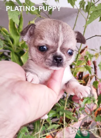 МОМИЧЕ ЧИХУАХУА ДЖУДЖЕ, снимка 2 - Чихуахуа - 48218539