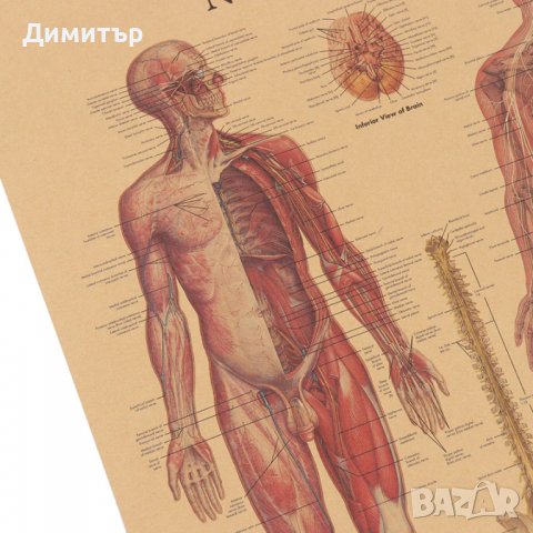 Постер постери плакат Нервна система 42/29см., снимка 4 - Декорация за дома - 39939346