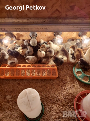 Продавам пилета