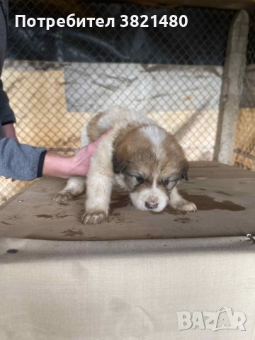 Каракачански кученца , снимка 9 - Каракачанска овчарка - 52618838