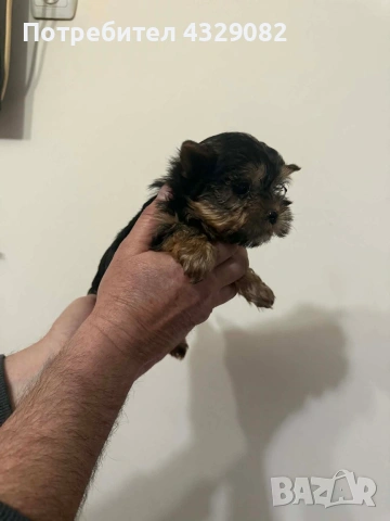 Продавам мини йоркита