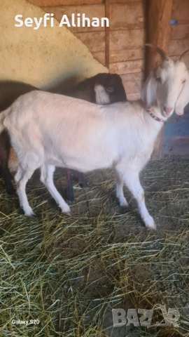 Англонубийски , снимка 3 - Кози - 53193629