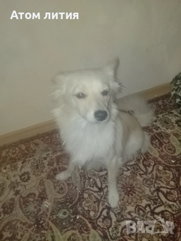 Немски шпиц , снимка 1