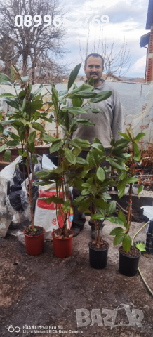 Вечнозелена Магнолия. , снимка 1