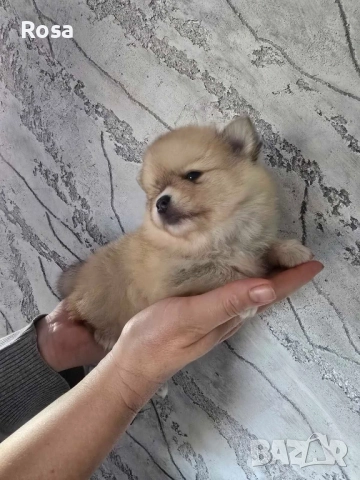 Продавам померани , снимка 6 - Померан - 52549306