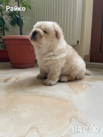 чау чау, снимка 4 - Чау Чау - 53899553