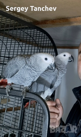 Папагали жако, снимка 10 - Папагали - 52689764