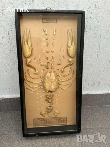 Соц Учебен Модел на Рак Разчленен Учтехпром