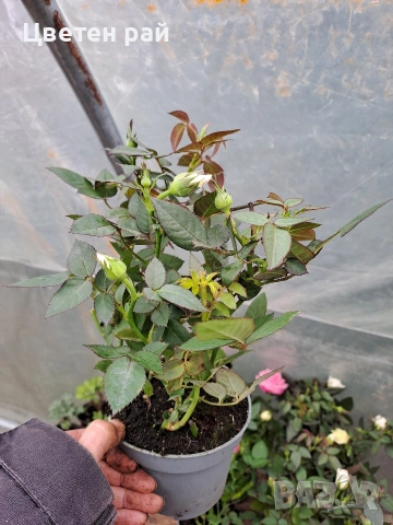 Мини рози два цвята розов и бял , снимка 4 - Градински цветя и растения - 54030097