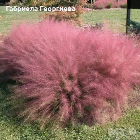 Мюленбергия 