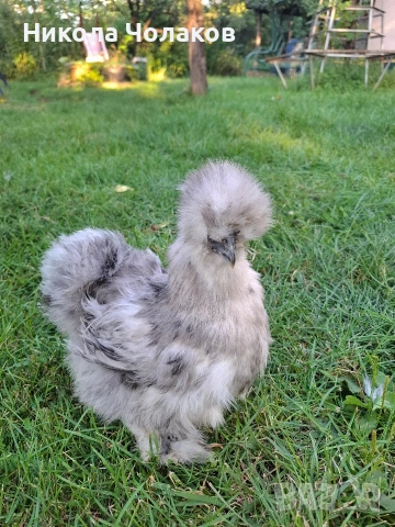 Американски копринки яйца , снимка 6 - Кокошки и пуйки - 54220790