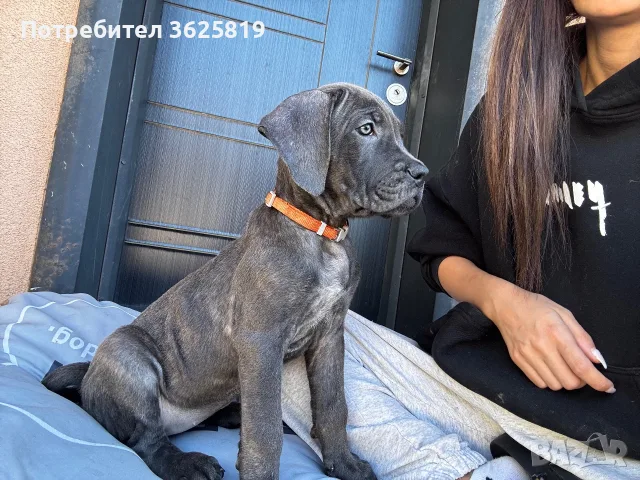 Кане Корсо - Cane Corso кученца