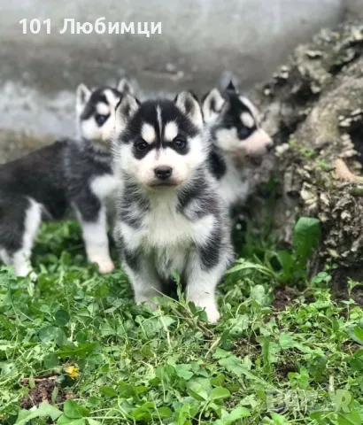 Сибирско хъски, снимка 4 - Хъски - 47449141