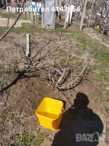 Декоративна ябълка, снимка 5 - Разсади - 49437329